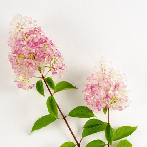Hortensia paniculée 'Ruby' syn, Angel's Blush en pot, 2L
