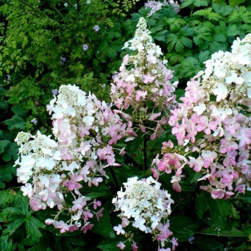 Hortensia paniculée 'Ruby' syn, Angel's Blush en pot, 2L