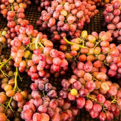 Vigne Kalina en pot, 2L