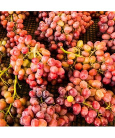 Vigne Kalina en pot, 2L