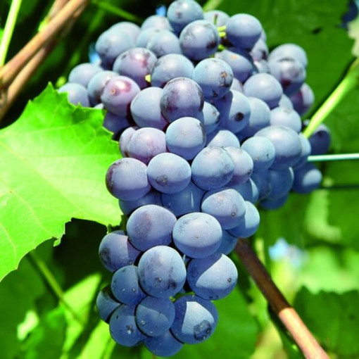 Vigne Agat Don en pot, 2L