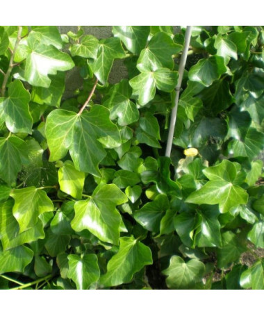 Lierre Irlandais pot, 2L