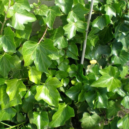 Lierre Irlandais pot, 2L