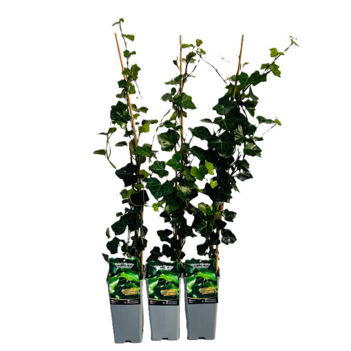 Lierre Irlandais pot, 2L