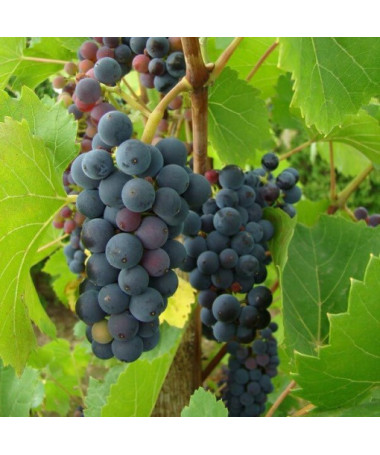 Vigne Nero pot, 2L