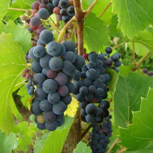 Vigne Nero pot, 2L