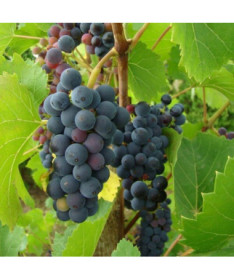 Vigne Nero pot, 2L
