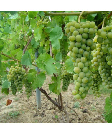 Vigne Perła Zali pot, 2L