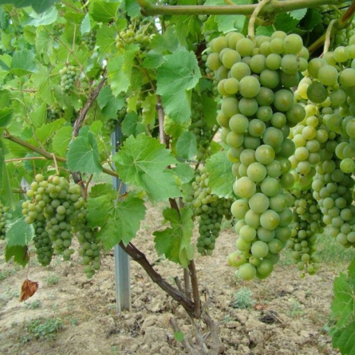 Vigne Perła Zali pot, 2L