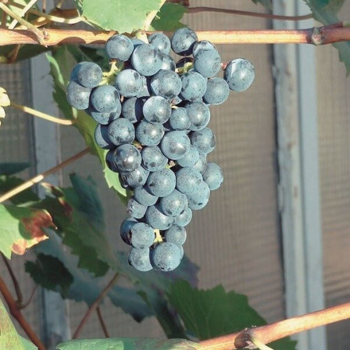 Vigne Schuyler, 2L