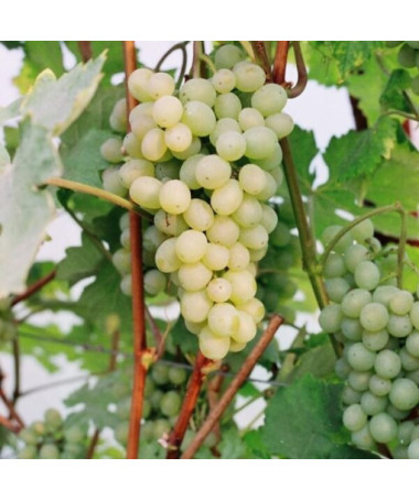 Vigne Refren, 2L