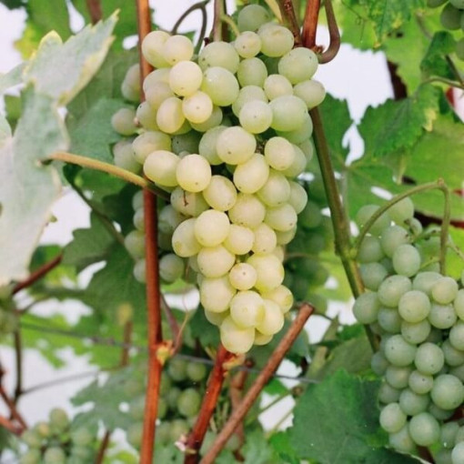 Vigne Refren, 2L