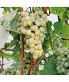 Vigne Refren, 2L