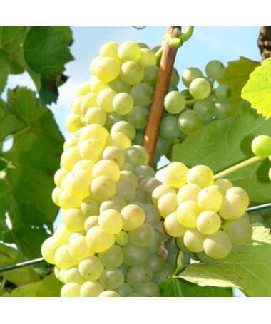 Vigne Refren, 2L