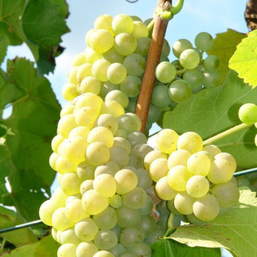 Vigne Refren, 2L