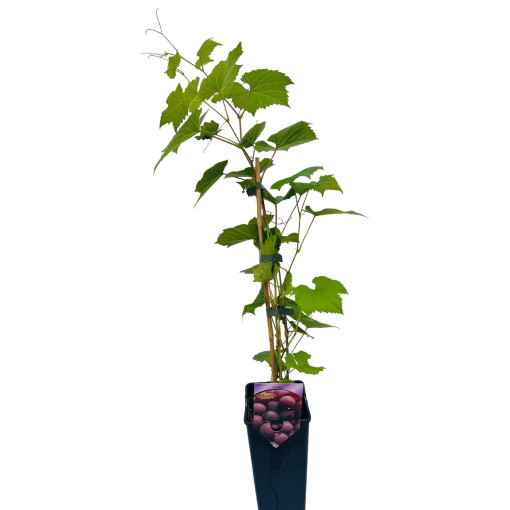 Vigne Lidia RÉSISTANTE AU FROID, 2L