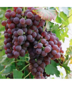 Vigne Chrupka Rose, 2L