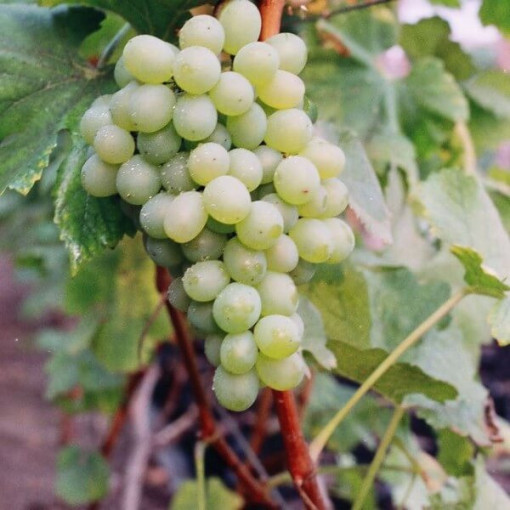 Vigne Bianca en pot, 2L