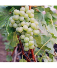 Vigne Bianca en pot, 2L