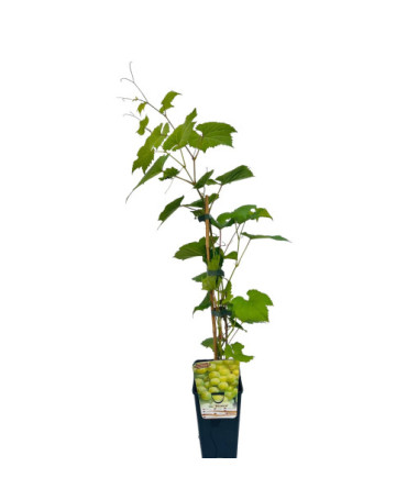 Vigne Bianca en pot, 2L