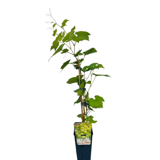 Vigne Bianca en pot, 2L