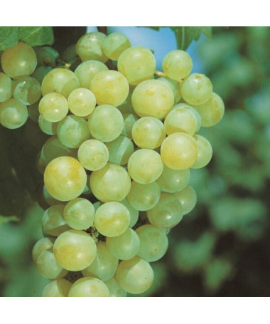 Vigne Aurora en pot, 2L