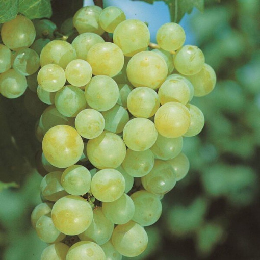 Vigne Aurora en pot, 2L