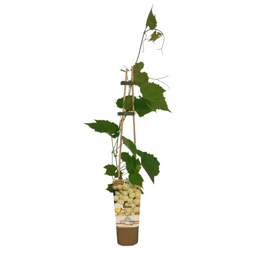 Vigne Aurora en pot, 2L