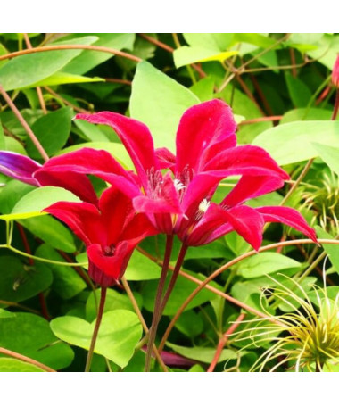 Clematis Gravetye Beauty (botanique) pot de 4L