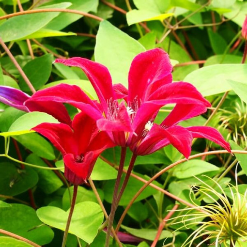 Clematis Gravetye Beauty (botanique) pot de 4L