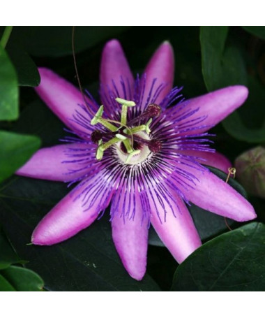 Passiflora (Fleur de la passion) Lavender Lady P9/C1