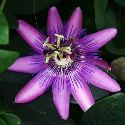 Passiflora (Fleur de la passion) Lavender Lady P9/C1