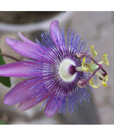 Passiflora (Fleur de la passion) Lavender Lady P9/C1