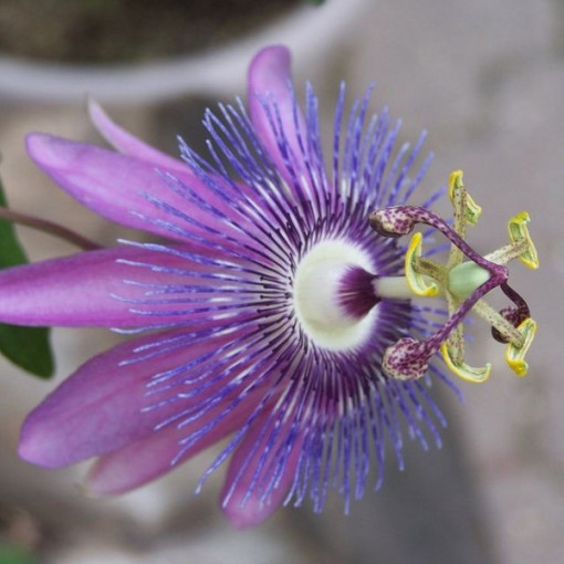 Passiflora (Fleur de la passion) Lavender Lady P9/C1