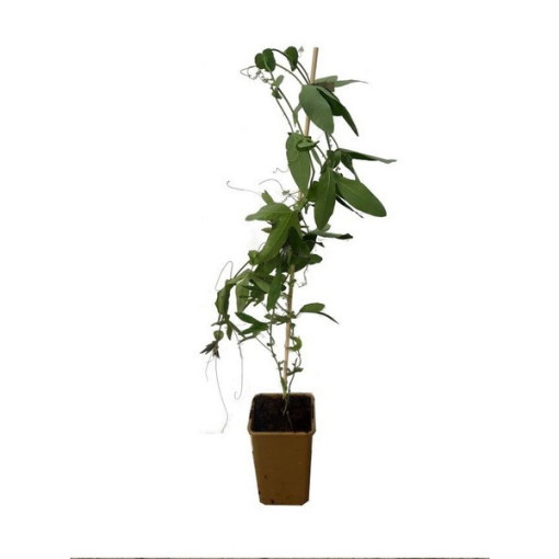 Passiflora (Fleur de la passion) Lavender Lady P9/C1