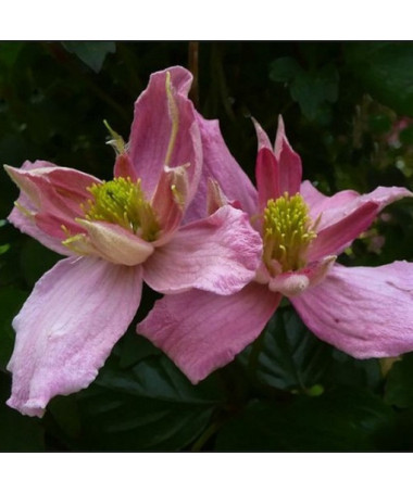 Clematis Montana 'Broughton Star' P9/C1