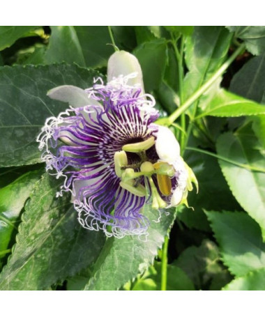 Passiflora (Fleur de la passion) Edulis P9/C1