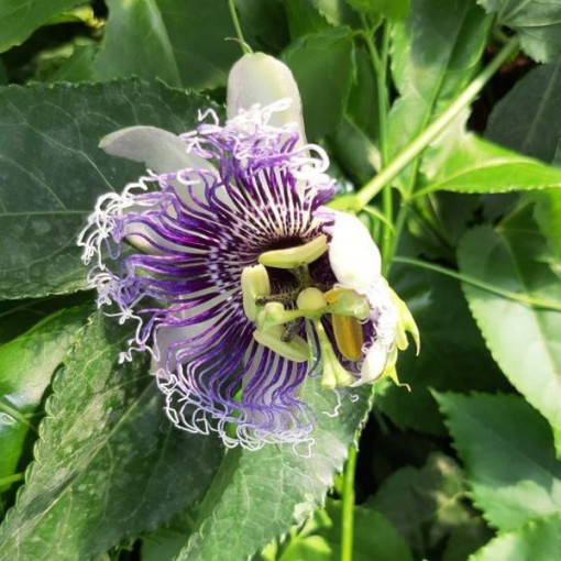 Passiflora (Fleur de la passion) Edulis P9/C1