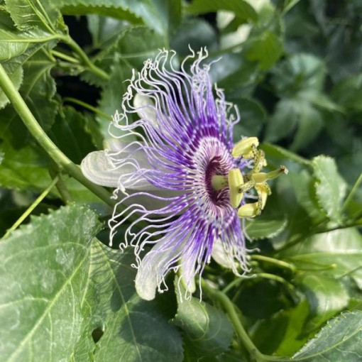 Passiflora (Fleur de la passion) Edulis P9/C1