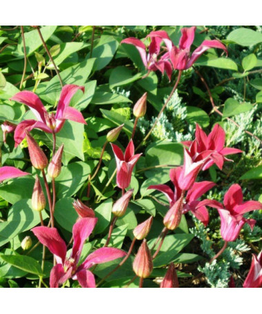 Clematis Gravetye Beauty (botanique) pot de 4L