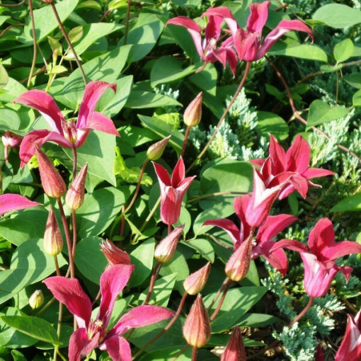 Clematis Gravetye Beauty (botanique) pot de 4L