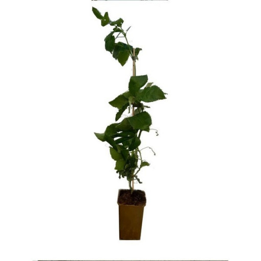 Passiflora (Fleur de la passion) Edulis P9/C1