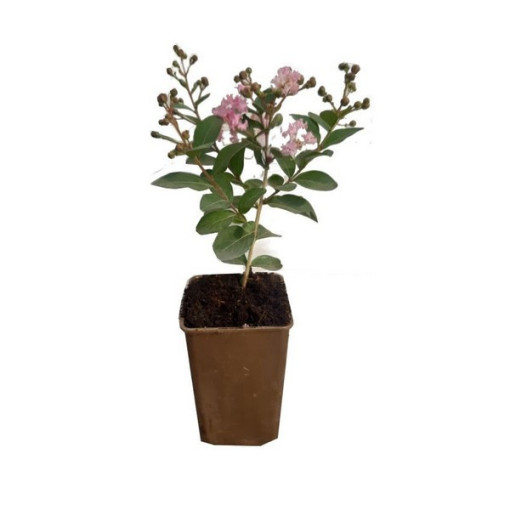 Lagerstroemia indien (Lilas de Crêpe) P9/C1