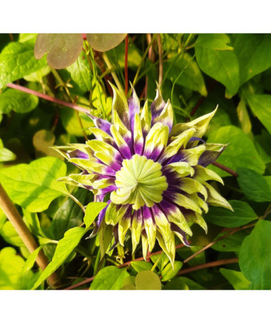 Clematis 'Taiga®'P9/C1