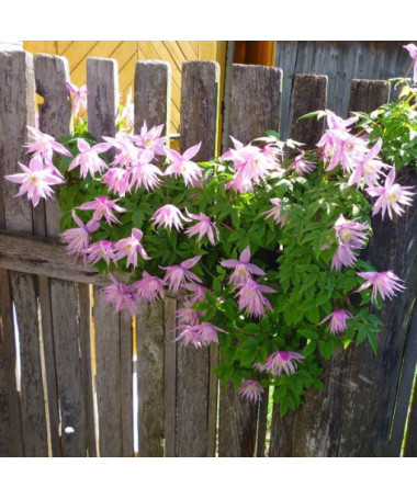 Clématite botanique Markham's Pink pot 2L