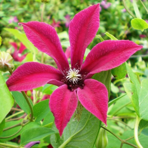 Clematis Gravetye Beauty (botanique) pot de 4L