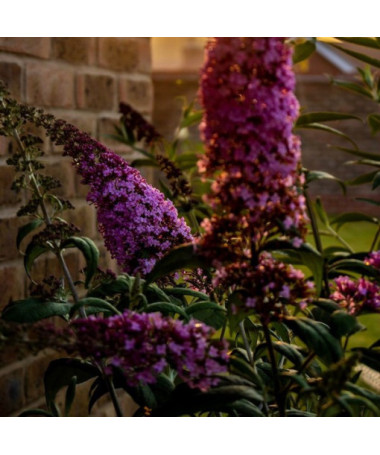 Ensemble de 3 pièces - Buddleia en pot de 2L