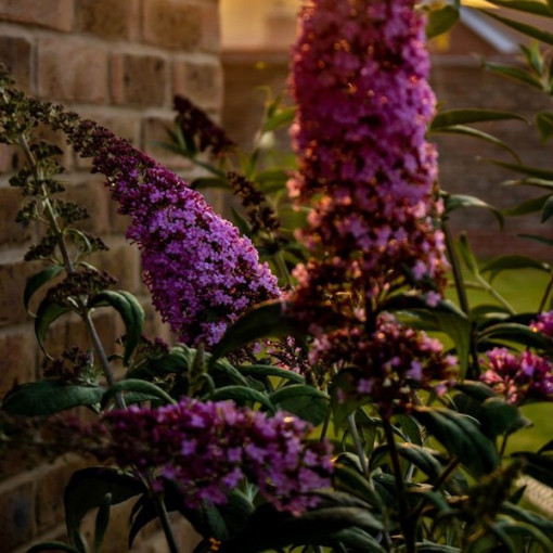 Ensemble de 3 pièces - Buddleia en pot de 2L