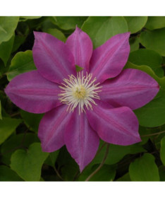 Clématite Vino (à grandes fleurs) pot de 2L