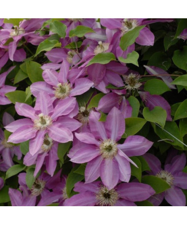 Clématite Vino (à grandes fleurs) pot de 2L